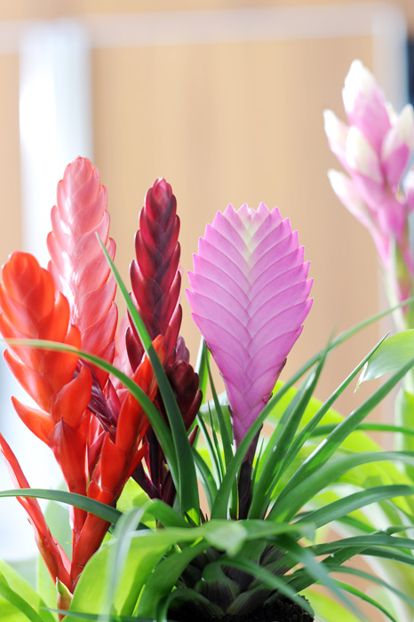 La Bromelia. Una planta exótica para tu casa. Interflora