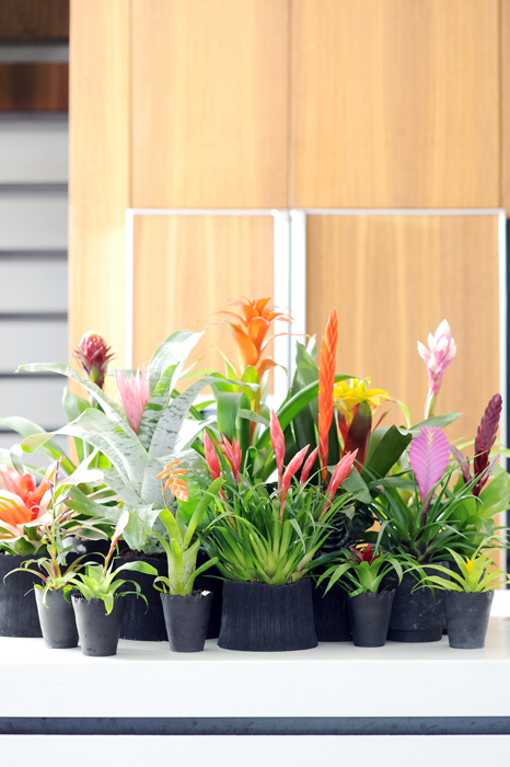 Bromelia
