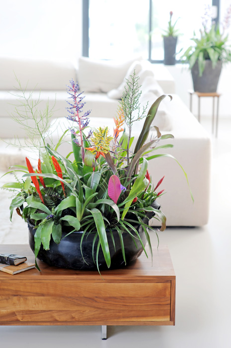 La Bromelia. Una planta exótica para tu casa. Interflora