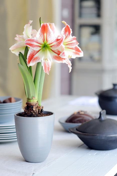 12_Hippeastrum.5