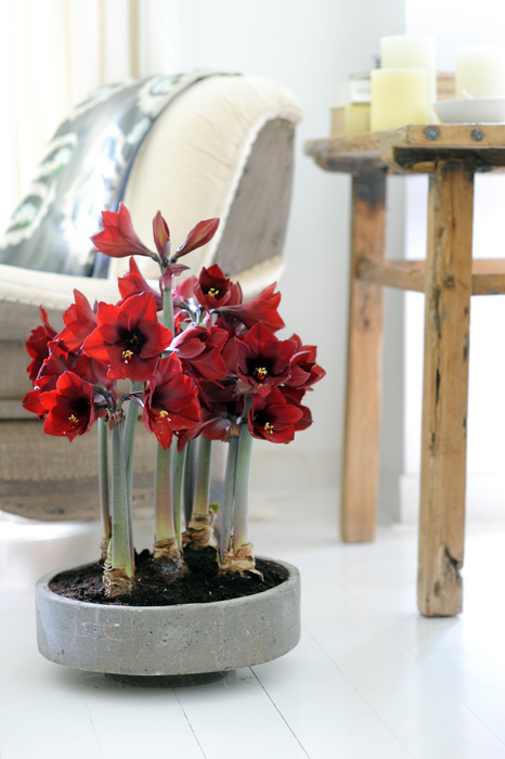 Amarilis, la flor del invierno | Interflora