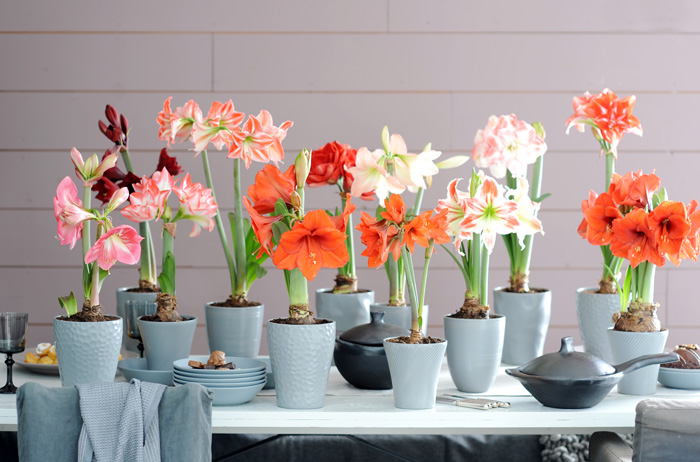 Amarilis, la flor del invierno