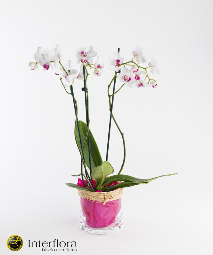 Orquidea domicilio