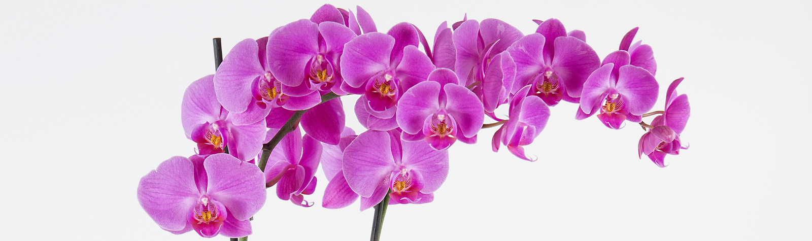 Los secretos de los diferentes tipos de Orquídeas