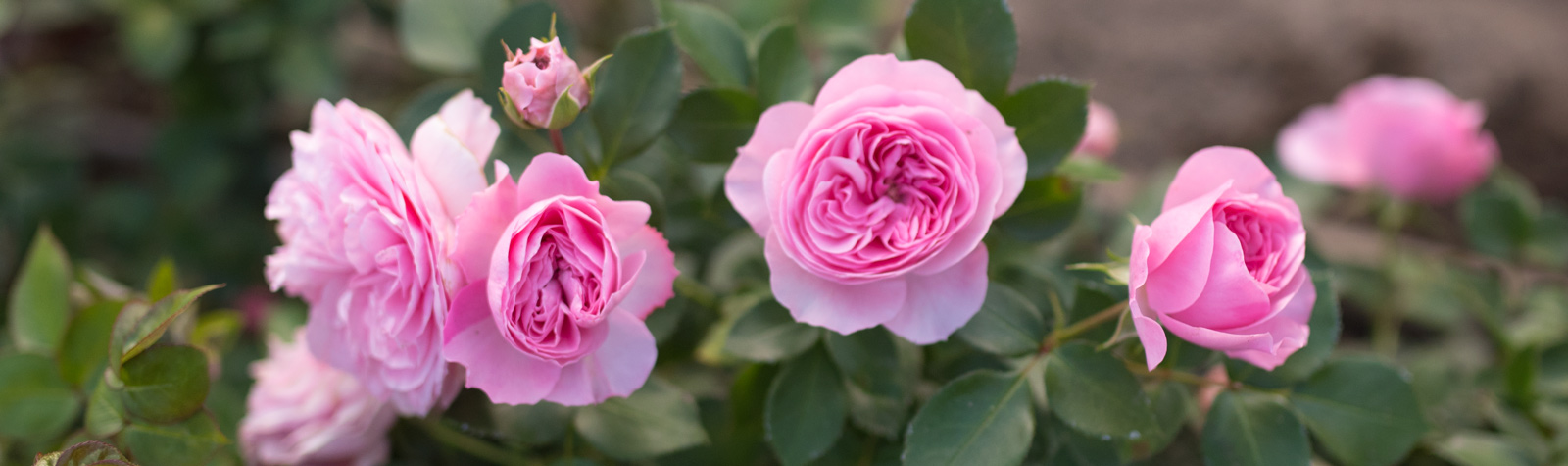 Las rosas del señor Austin
