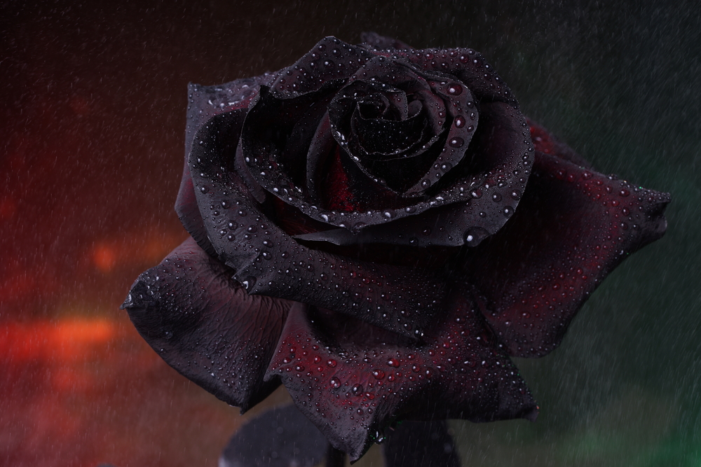 Rosas negras