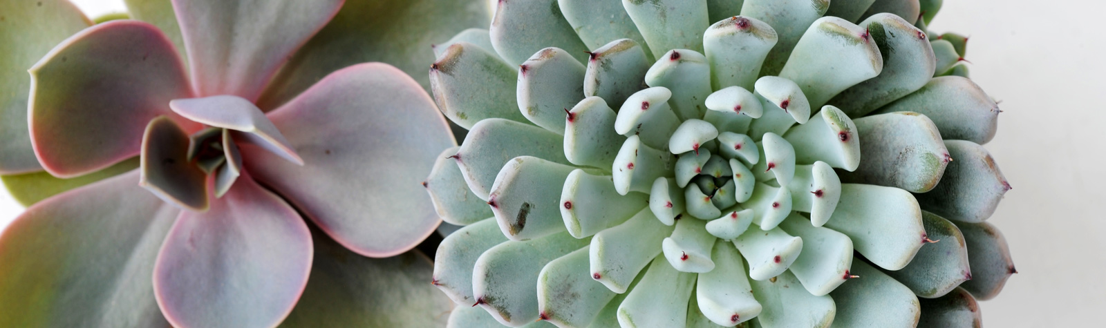 La Echeveria.