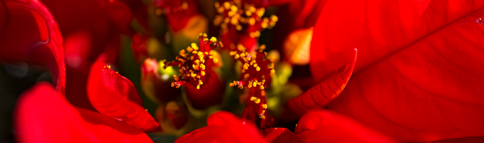 Cómo cuidar la flor de Pascua después de Navidad