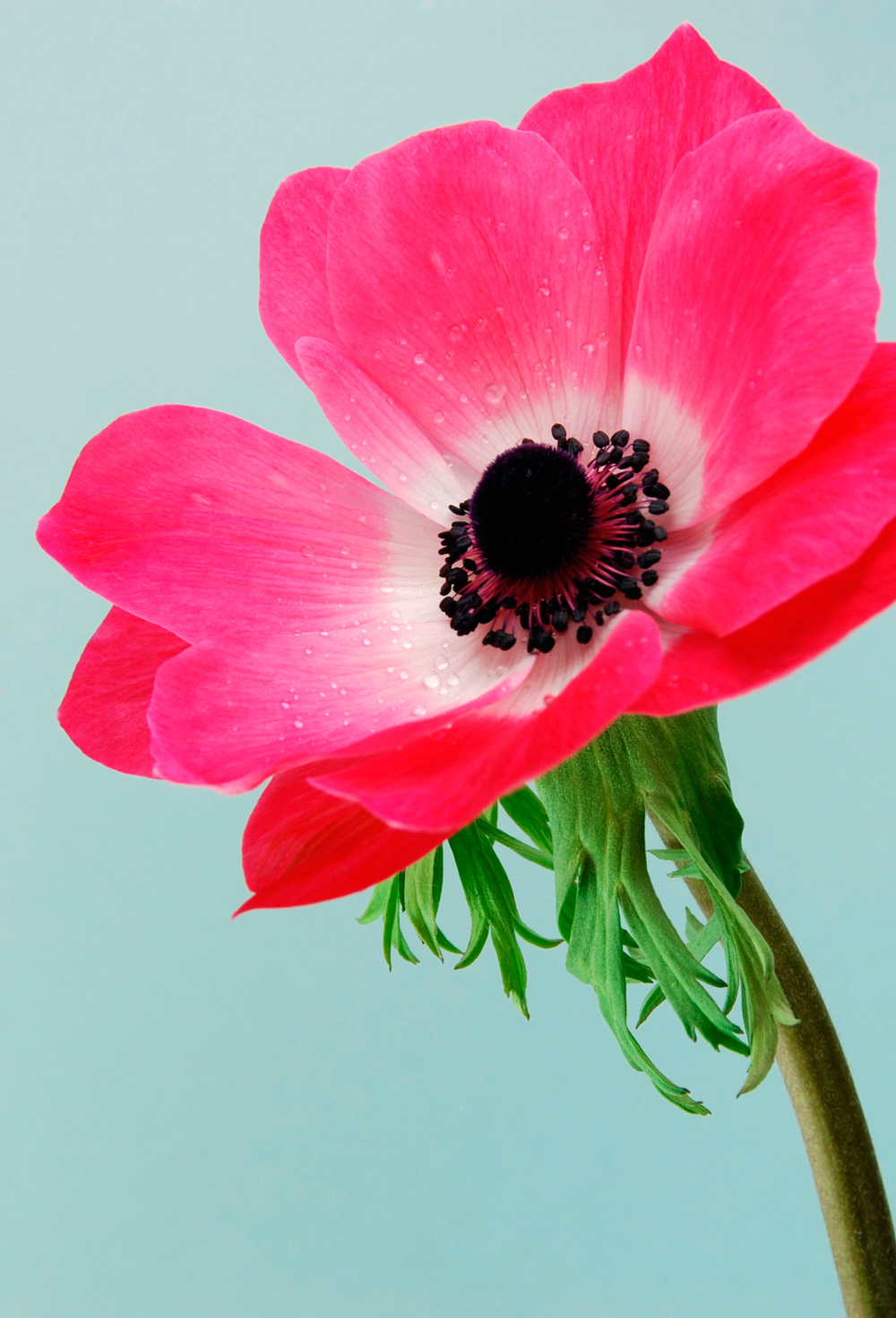 Anémona, la flor del amor intenso - Interflora