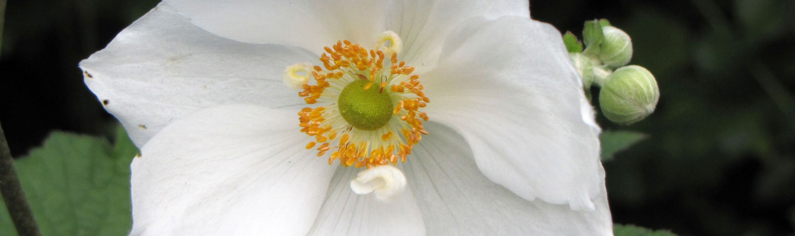 Anémona, la flor del amor intenso