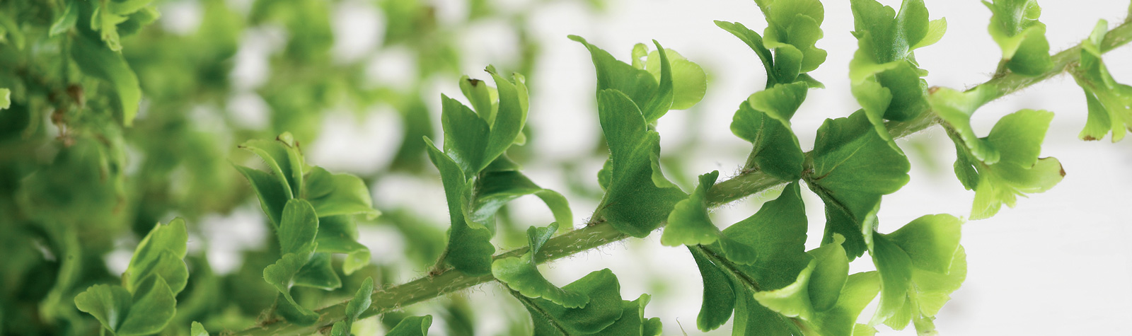 Plantas que limpian el aire de tu casa