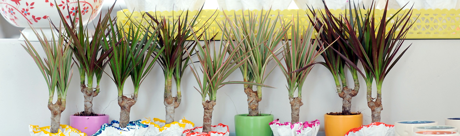 10 Súper Consejos para cuidar tus plantas de interior y exterior