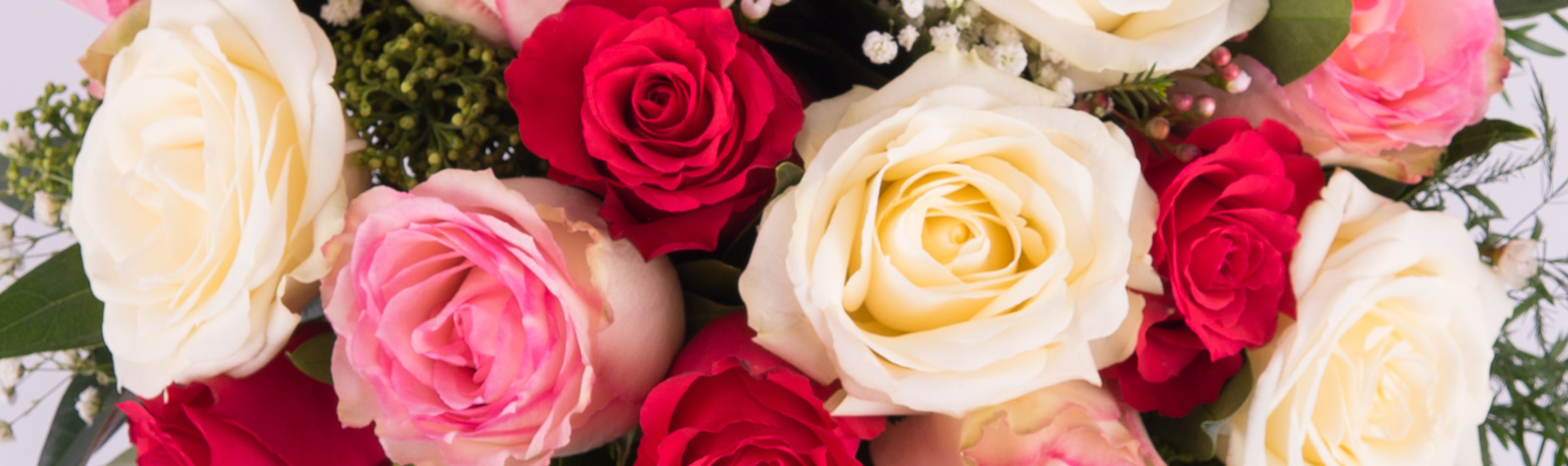 Conoce el significado del color de las rosas