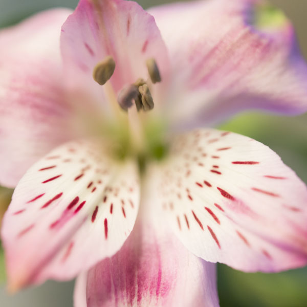Alstroemeria : significado y cuidados del lirio de los Incas