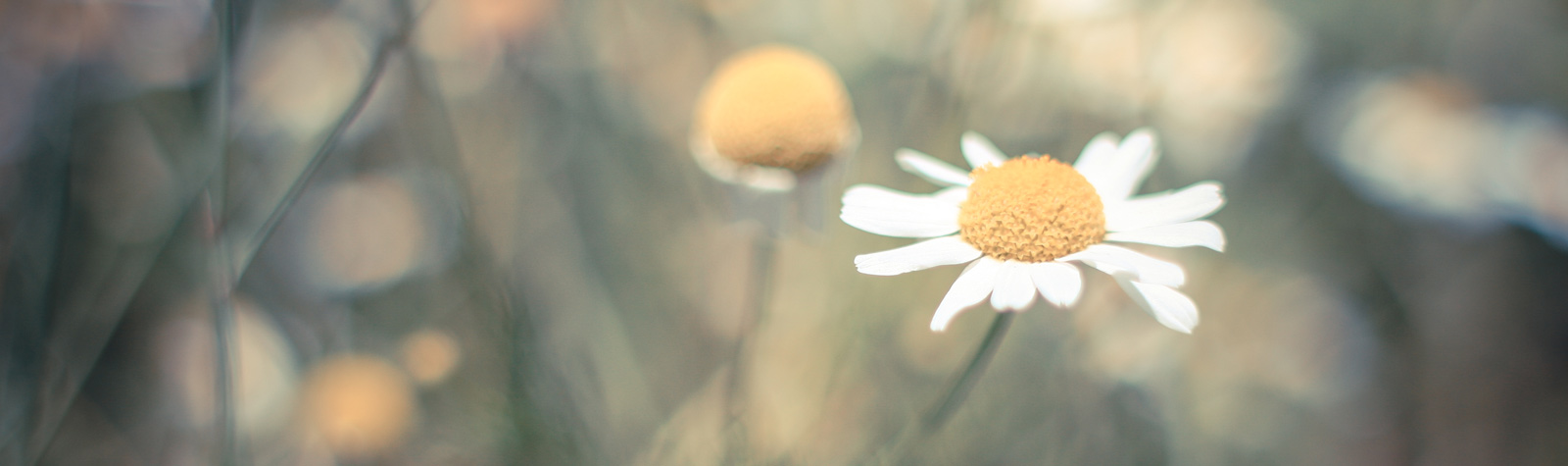 Historia de las flores