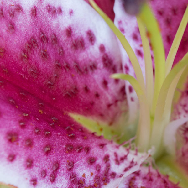 Lirio de agua: tipos, significado y cuidados de la flor de Monet