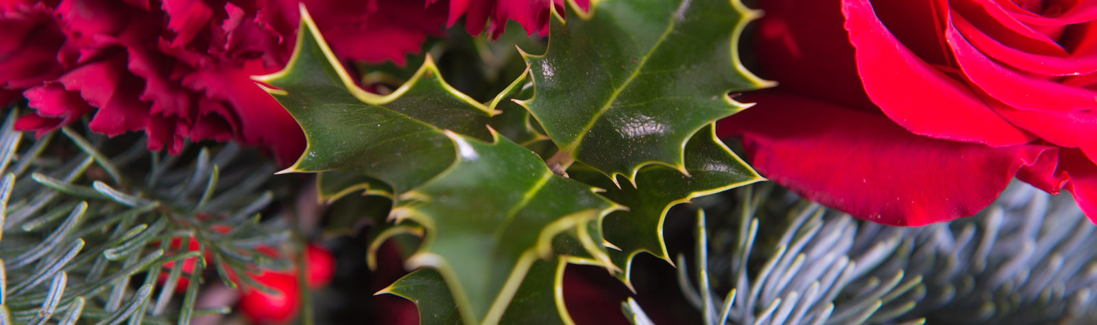 Acebo y muérdago: Las flores de la Navidad