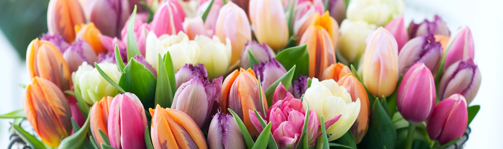 Tulipanes de Holanda: historia y cuidados de la flor que viste el país de mil colores