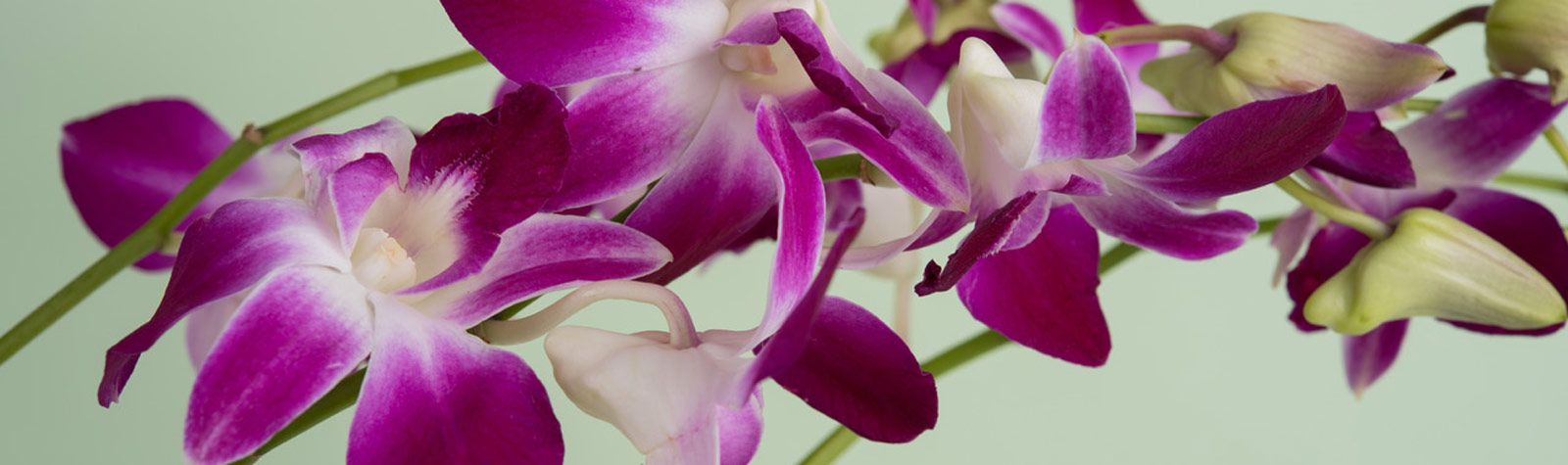Orquídea Dendrobium: cuidados de la orquídea de los árboles