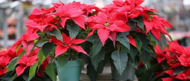 Origen y significado de la flor de Pascua, la planta de Navidad