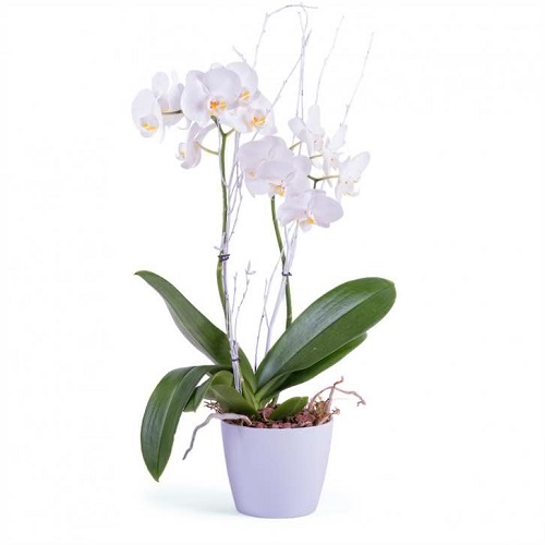 Orquídea blanca plantas para oficina