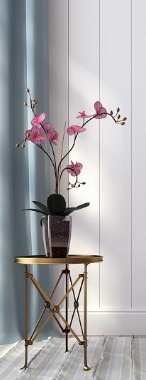 Orquídea Cattleya: historia y cuidados de la reina de las orquídeas