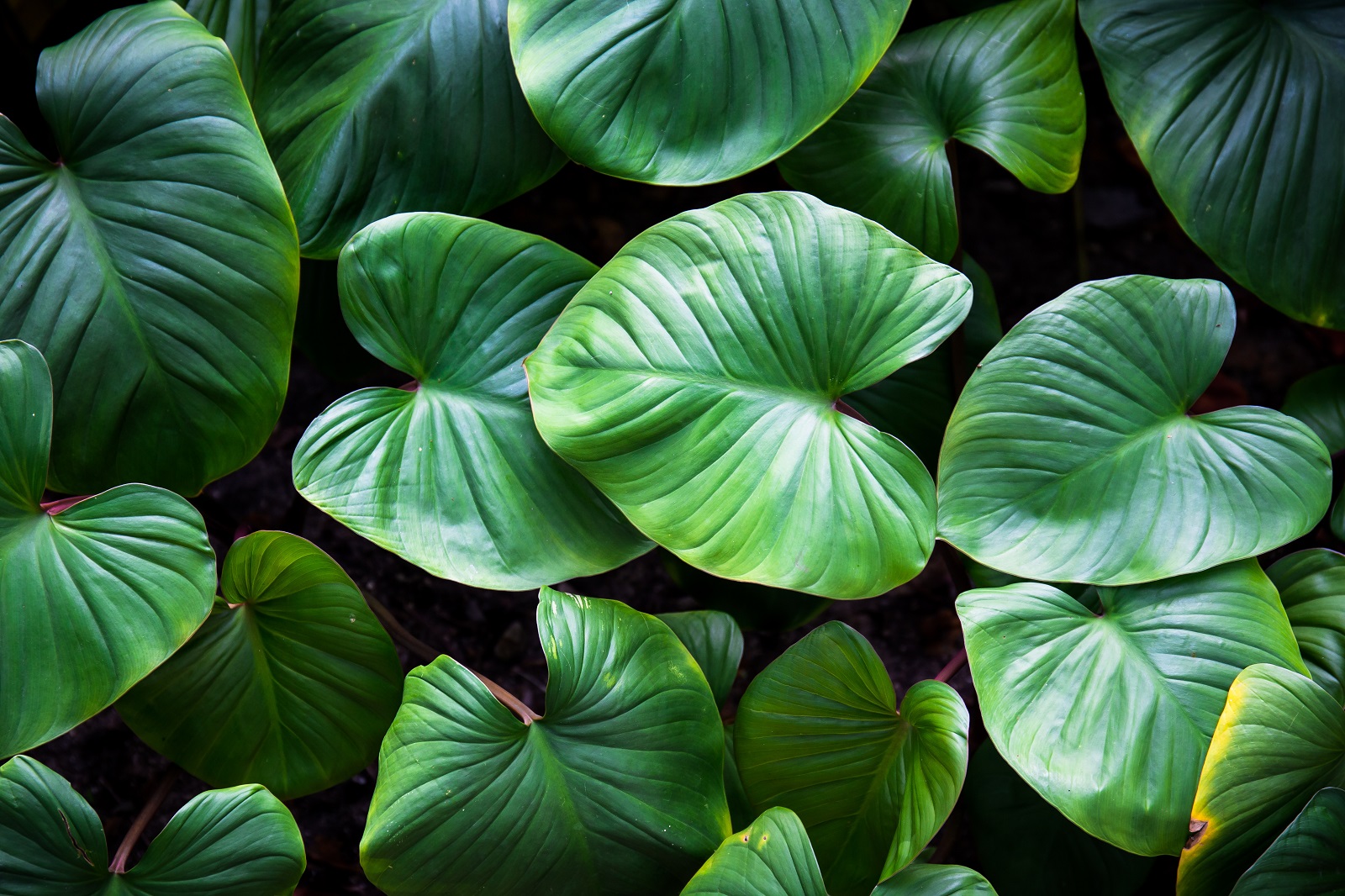 ¿Qué tipo de planta es mejor para regalar?