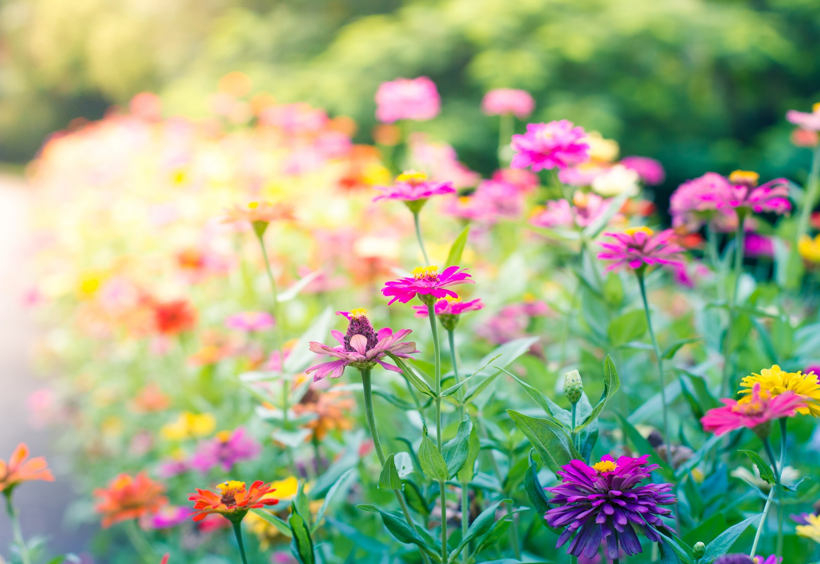¿Cuáles son las mejores flores de verano?