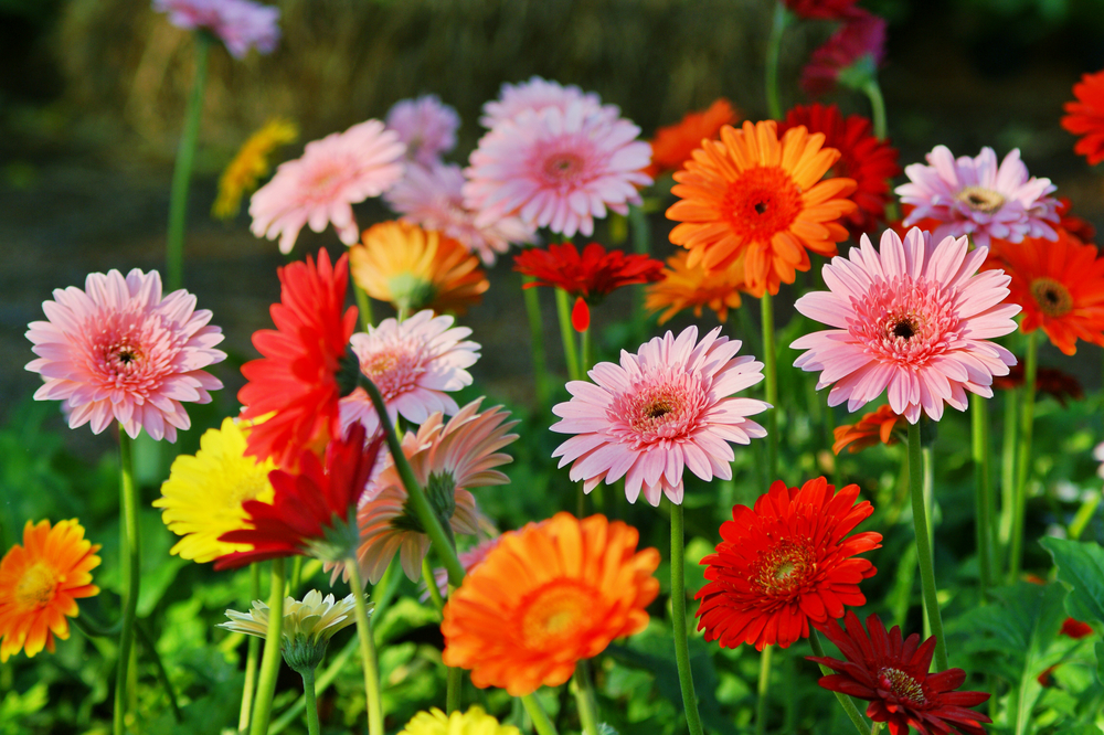 Gerberas de colores