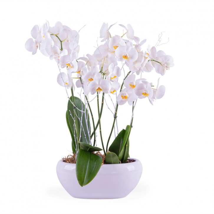 ¿Por qué se ponen amarillas las hojas de las orquídeas?