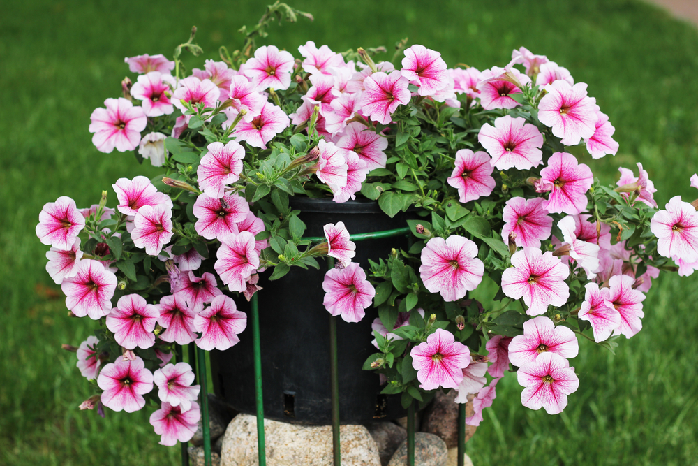 Petunias