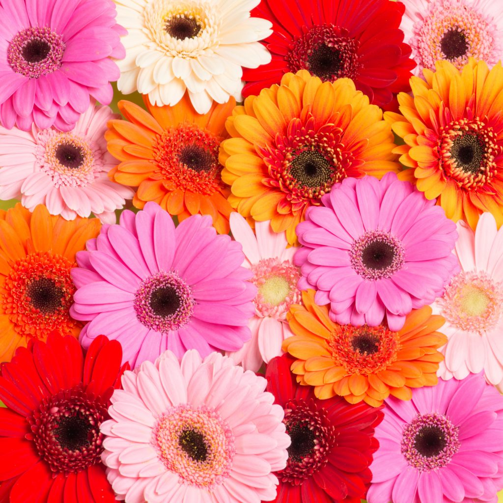 Gerberas de colores