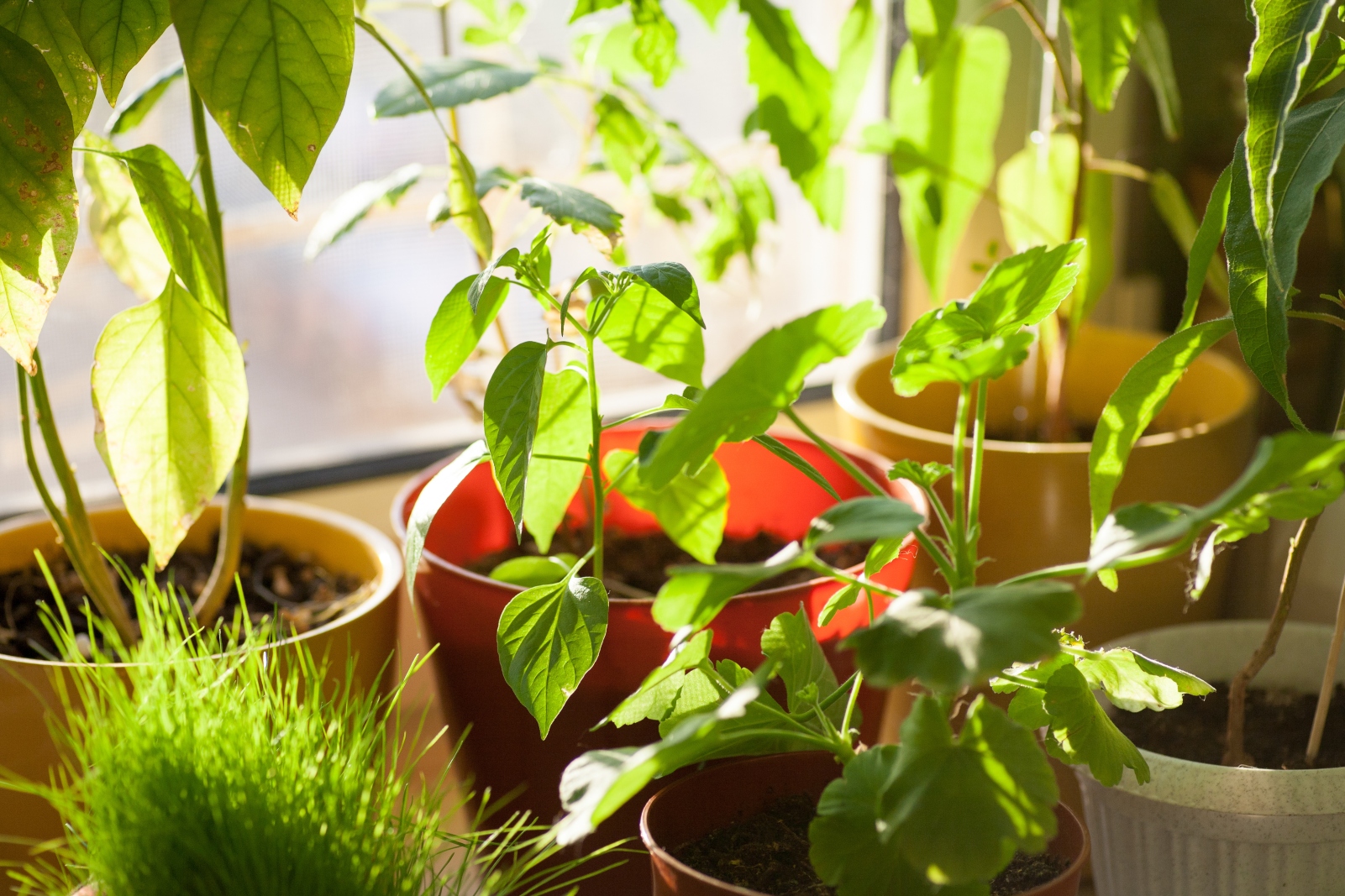 8 plantas resistentes a la terraza y al sol del verano