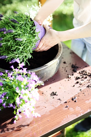 cuidado de plantas en verano