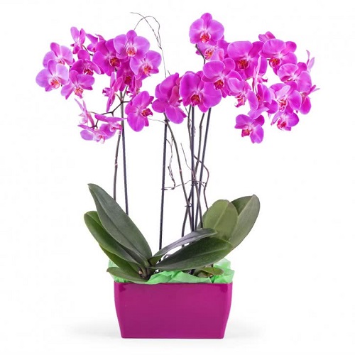 decora_casa_flores_orquidea Merlot