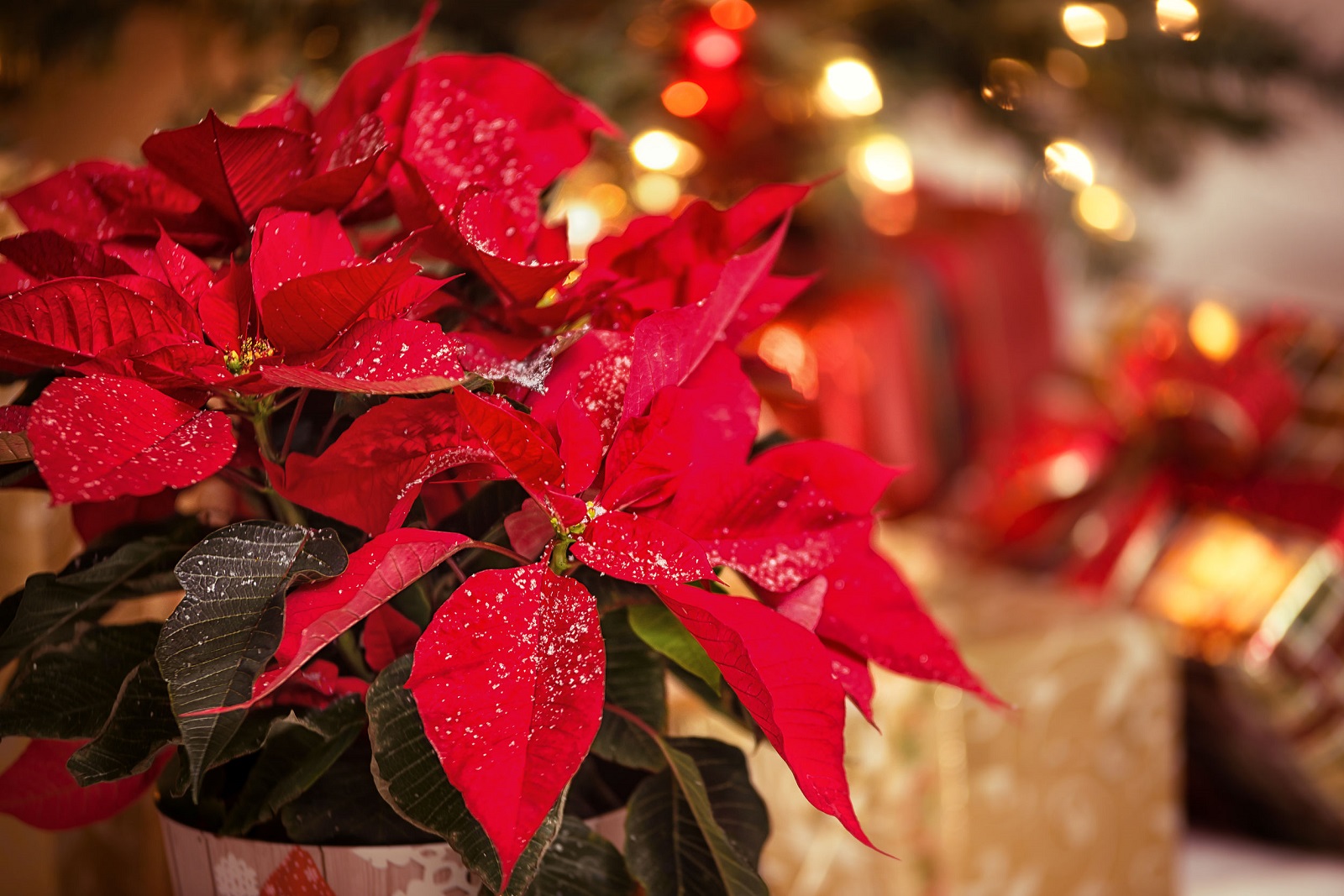 Las plantas navideñas más populares