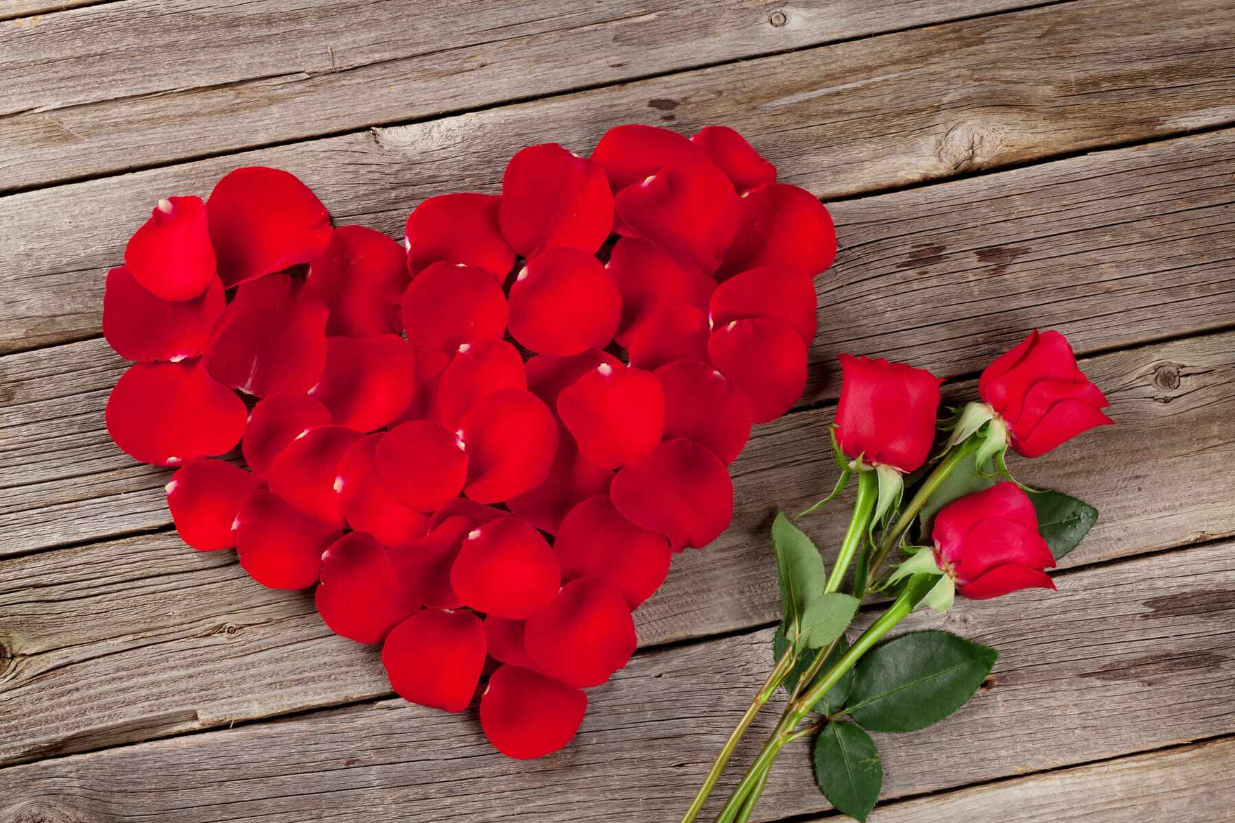 ¿Qué hacer con los pétalos de rosa?