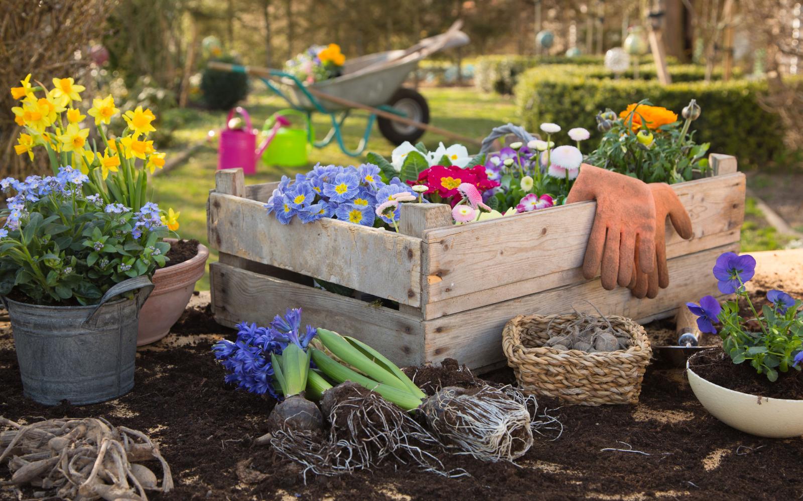 Las plantas en primavera: cuidados básicos