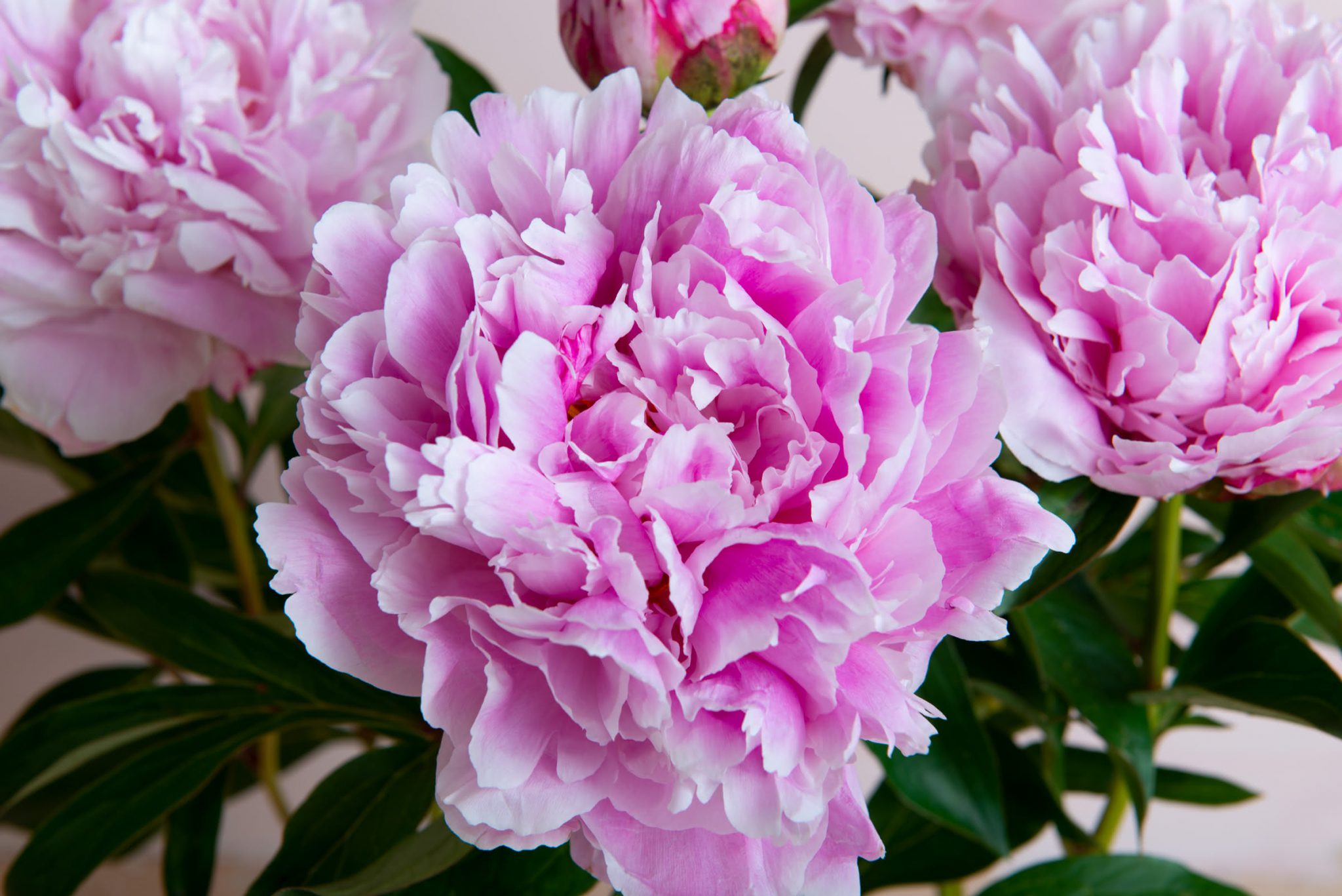 Peonia