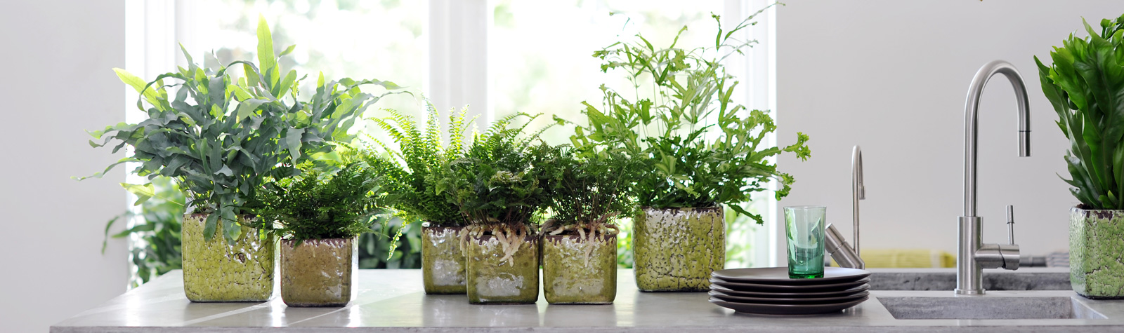 Diez plantas para regalar a un hombre