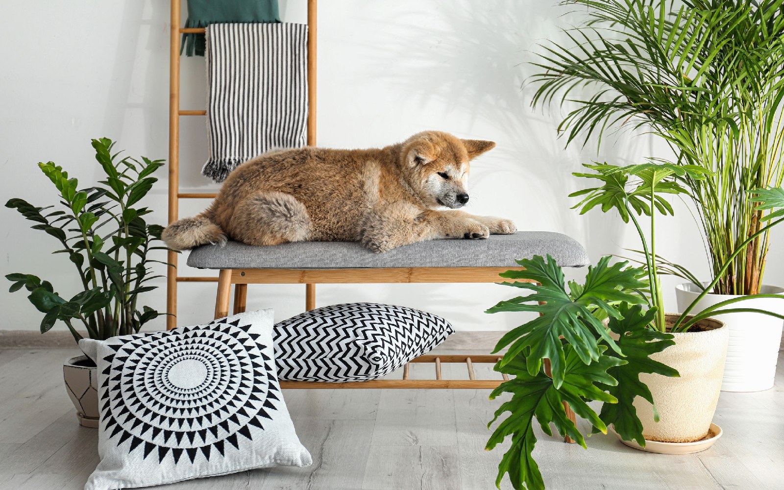 Plantas pet-friendly seguras para tu mascota
