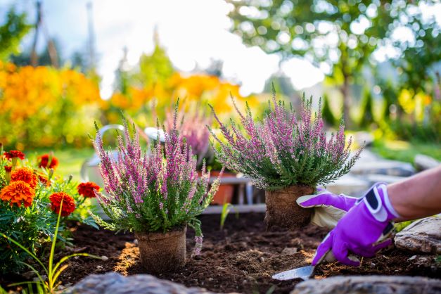 plantas de otoño para jardín