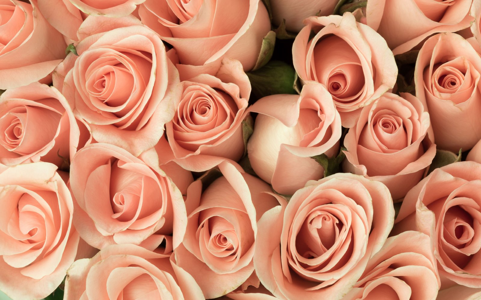 El significado del número de rosas en un ramo