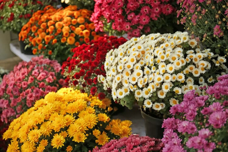 ¿Por qué huelen bien las flores?