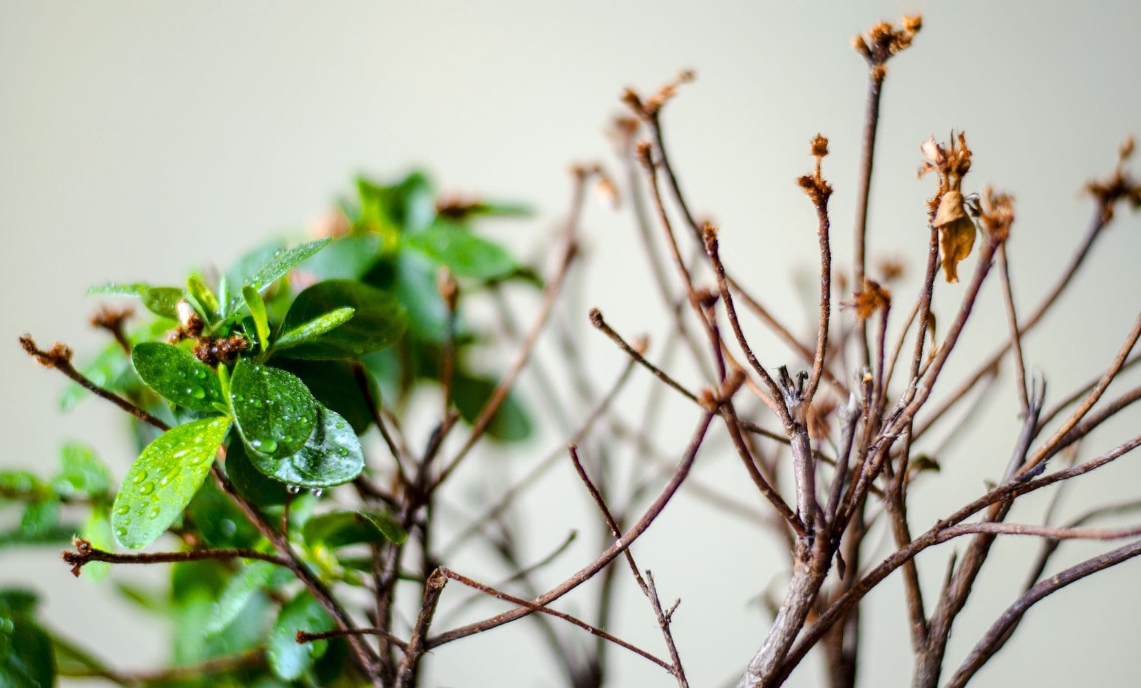 Cómo revivir una planta