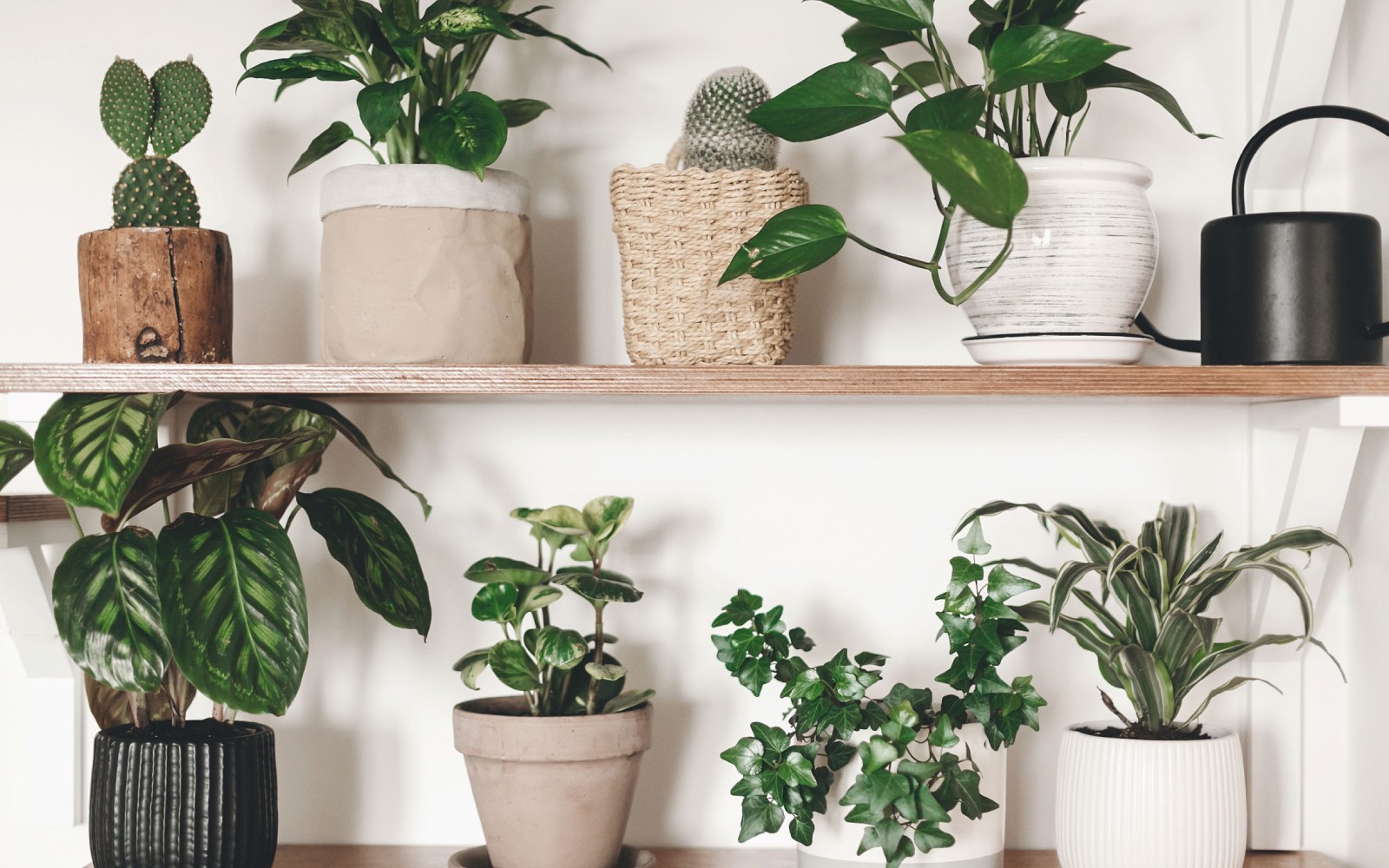 Plantas fáciles de cuidar