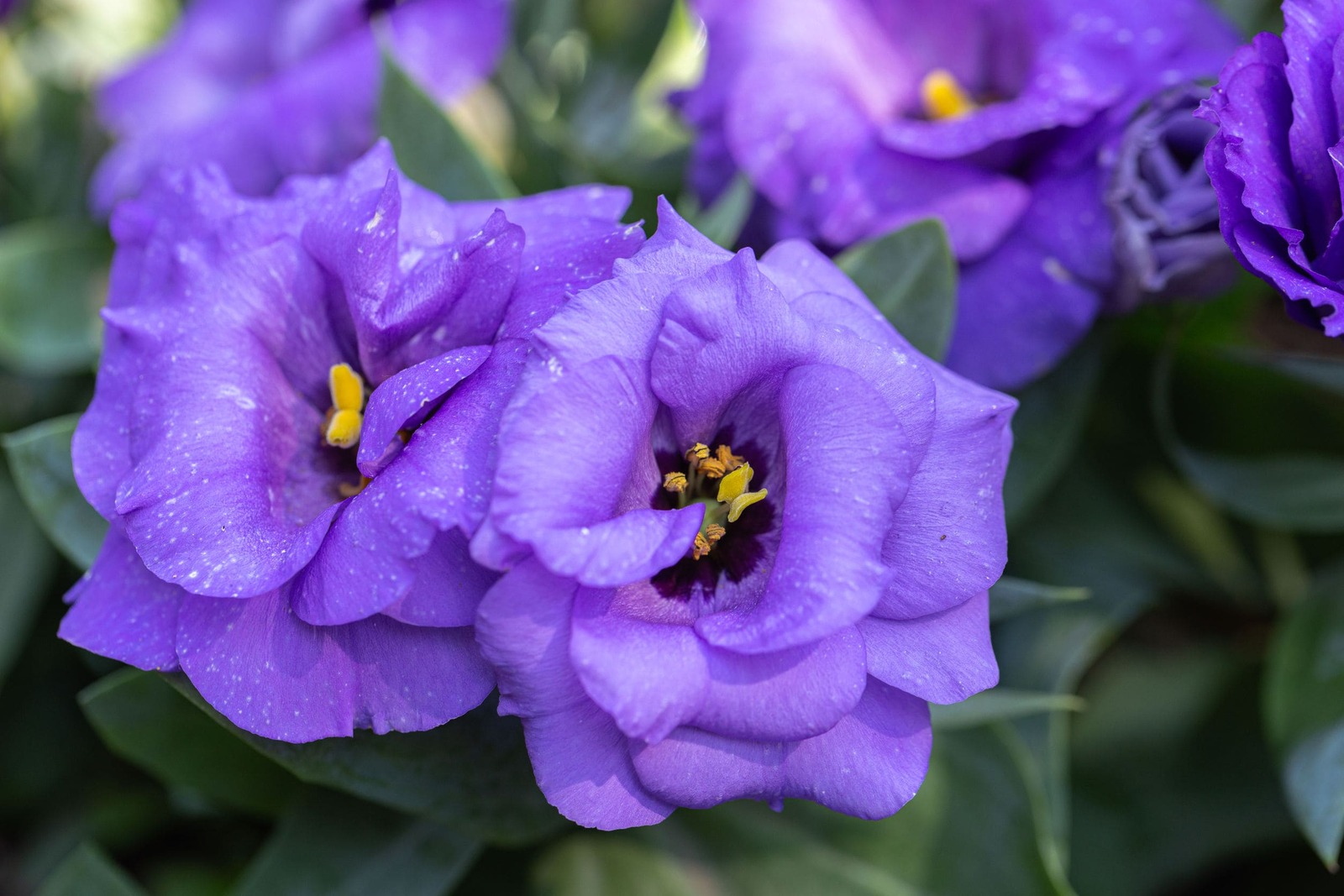 Lisianthus: los secretos de la rosa japonesa