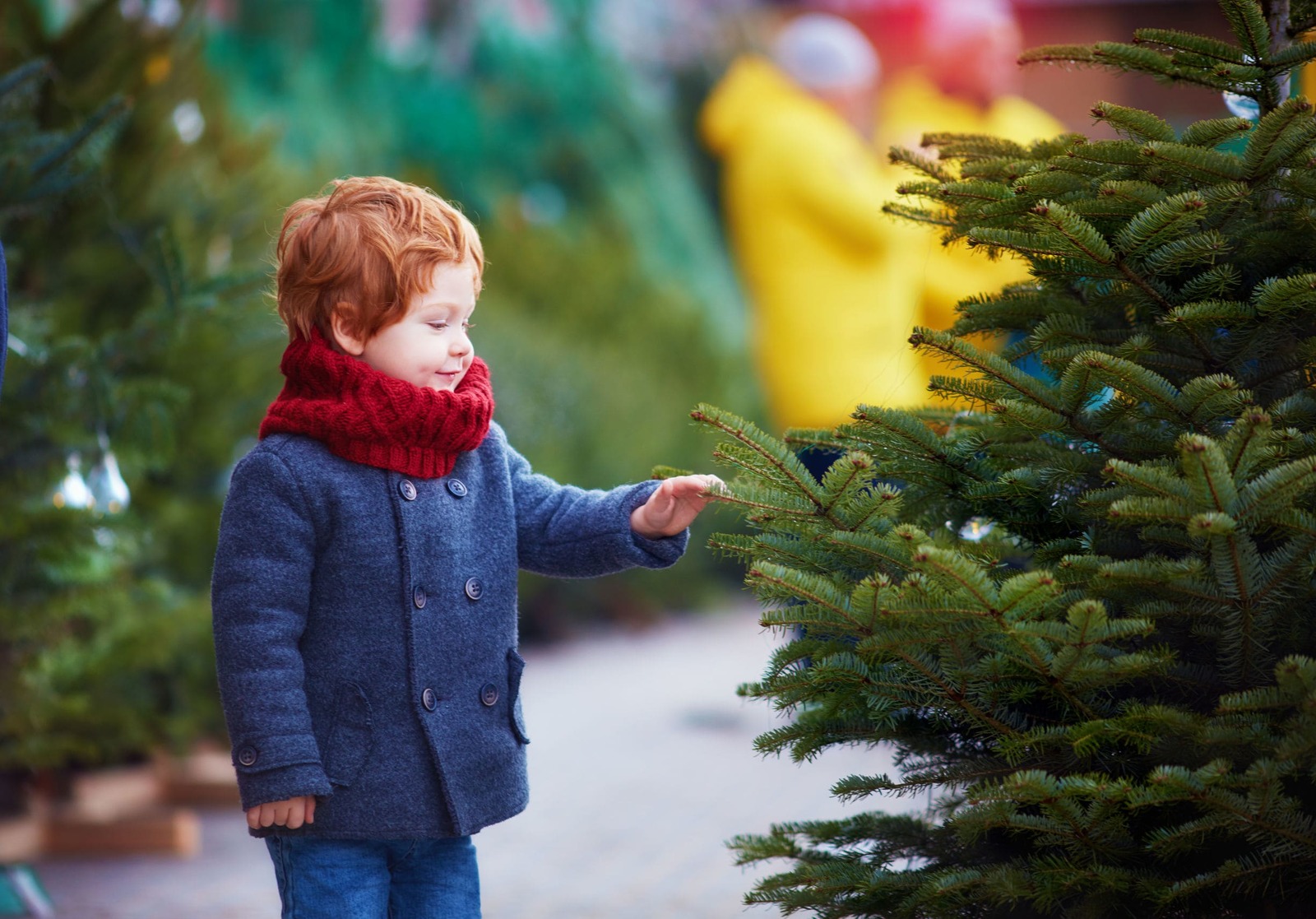 Cómo elegir y cuidar tu árbol de Navidad natural