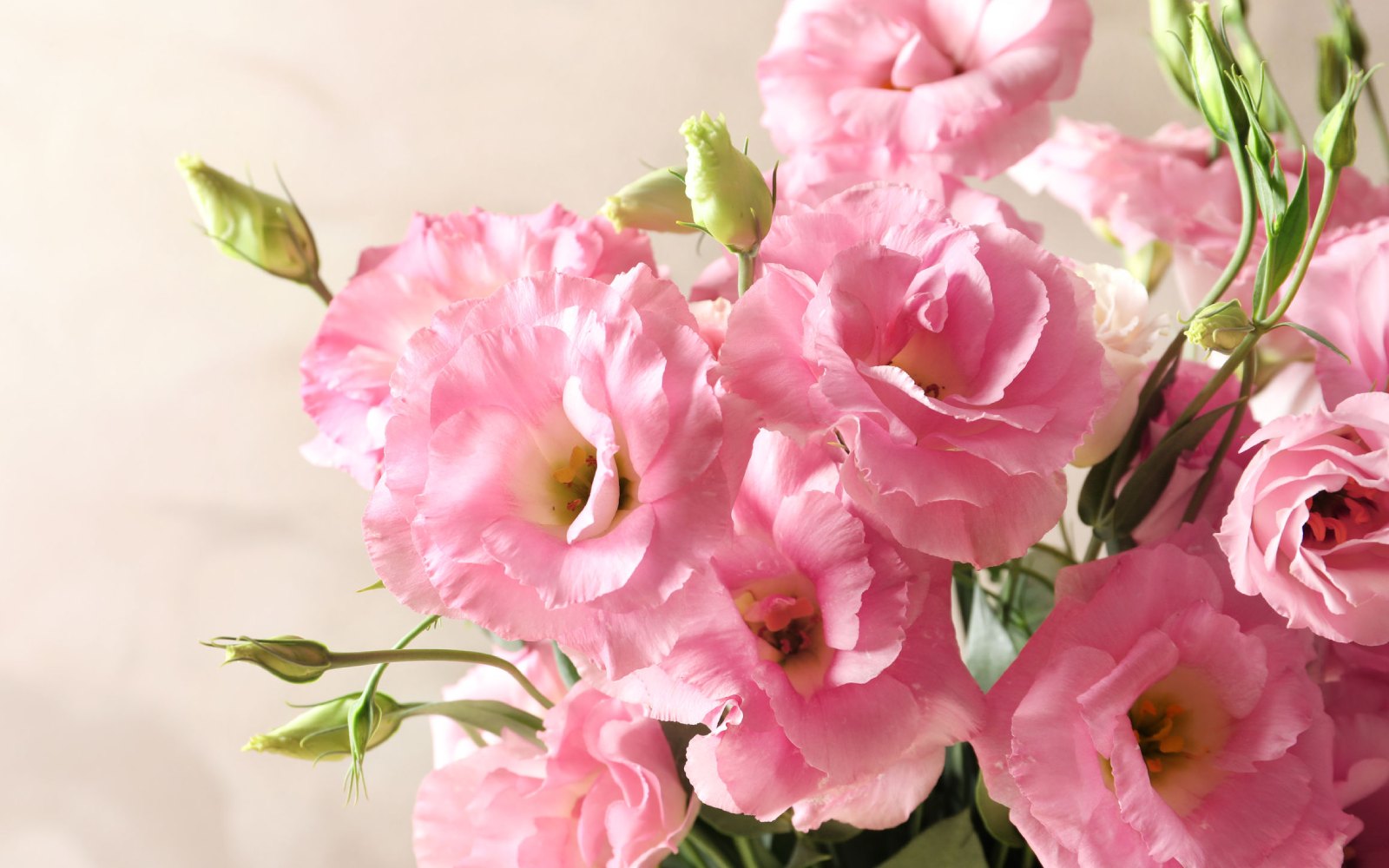 Flores de amor por San Valentín, además de las rosas