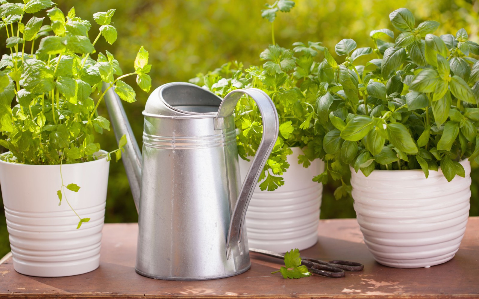 Cómo cultivar plantas aromáticas en interior